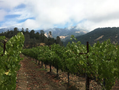 10A - Vine Rows and Palisades